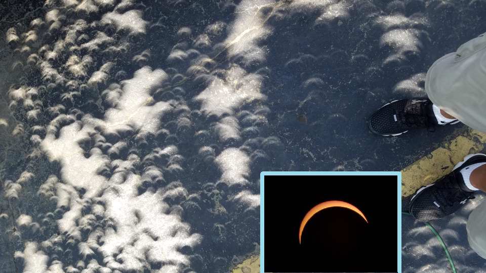 Mini partial eclipse images from filtering through a tree with leaves. Carlos Garces, MAS image.