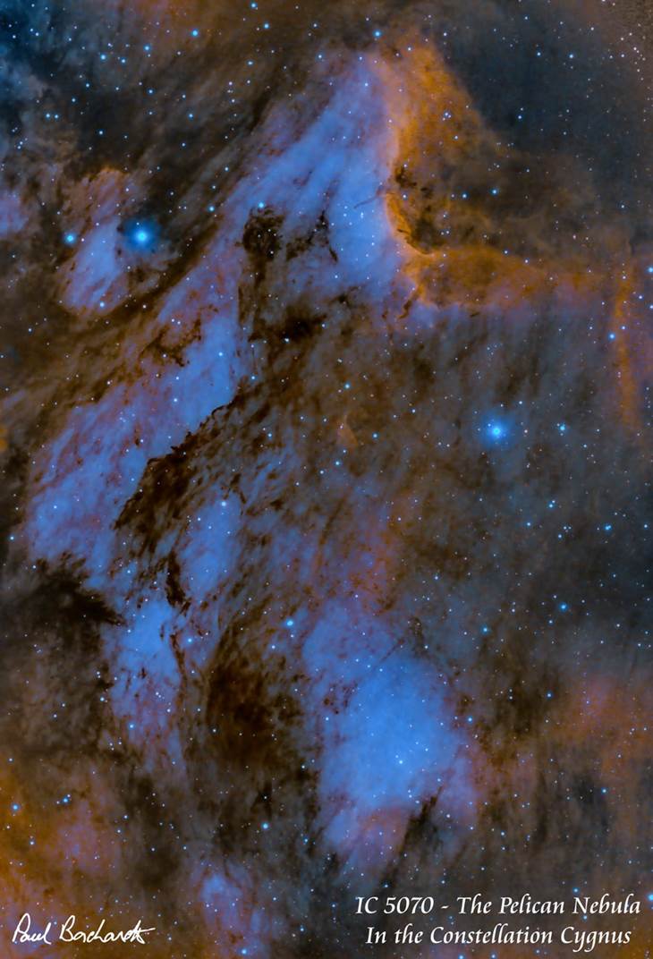 IC 5070 Pelican Nebula by Paul Borchardt 