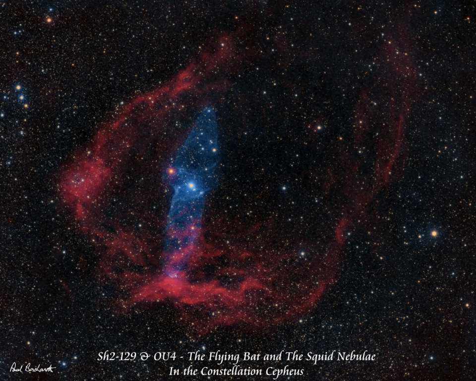Sh2-129 & OU4 - Flying Bat and Squid Nebulae by Paul Borchardt 