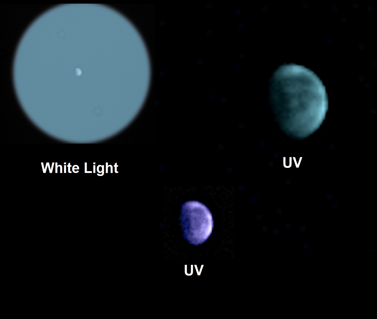 Venus in White Light and UV